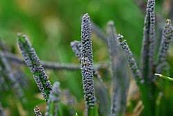 Attēlu rezultāti vaicājumam “Physarum murinum”