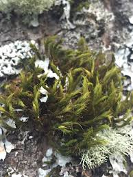 Attēlu rezultāti vaicājumam “Orthotrichum lyellii”