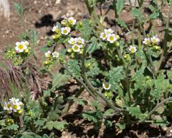 Attēlu rezultāti vaicājumam “Hydrophyllaceae”