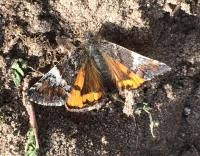 Attēlu rezultāti vaicājumam “Archiearis parthenias”