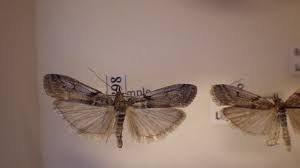 Attēlu rezultāti vaicājumam “Zophodia grossulariella”