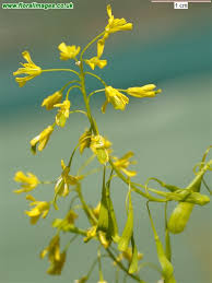 Image result for Isatis tinctoria