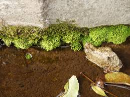 Attēlu rezultāti vaicājumam “Philonotis”