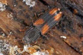 Attēlu rezultāti vaicājumam “Bitoma crenata imago”