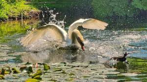 Image result for Sussex Swans