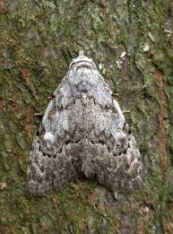 Attēlu rezultāti vaicājumam “Nola confusalis”