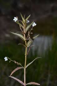 Attēlu rezultāti vaicājumam “Veronica scutellata”