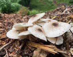 Attēlu rezultāti vaicājumam “Meleagris”