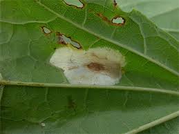 Attēlu rezultāti vaicājumam “Phyllonorycter platanoidella”