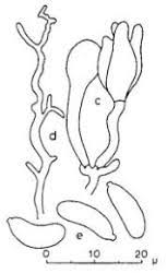 Attēlu rezultāti vaicājumam “Myxarium nucleatum”