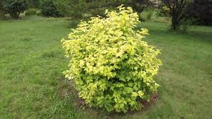 Attēlu rezultāti vaicājumam “Viburnum opulus”