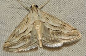 Attēlu rezultāti vaicājumam “Evergestis extimalis”