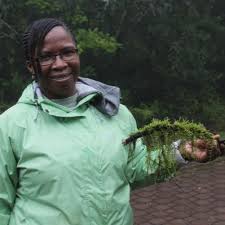 Attēlu rezultāti vaicājumam “Leiocolea rutheana cells”