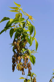Attēlu rezultāti vaicājumam “Acer campestre fruit”