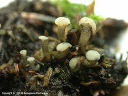 Attēlu rezultāti vaicājumam “Cudoniella acicularis”