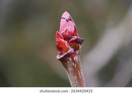 Attēlu rezultāti vaicājumam “Sorbus aucuparia bud”