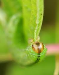 Attēlu rezultāti vaicājumam “Agrotis ripae larva”