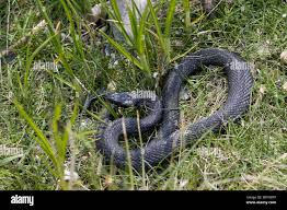 Image result for Ringelnatter