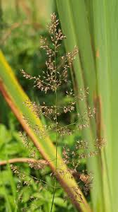 Attēlu rezultāti vaicājumam “Agrostis canina”