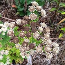 Image result for Tanacetum parthenium