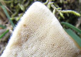 Attēlu rezultāti vaicājumam “Trametes suaveolens”