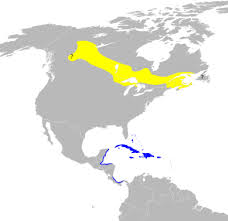 Image result for Dendroica tigrina