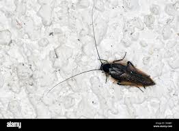 Attēlu rezultāti vaicājumam “Ectobius sylvestris male”