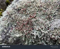 Attēlu rezultāti vaicājumam “Dibaeis baeomyces”