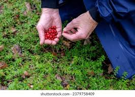 Attēlu rezultāti vaicājumam “Oxycoccus fruit”