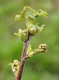 Attēlu rezultāti vaicājumam “Ribes nigrum flower”