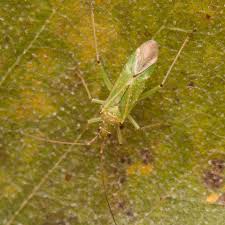 Attēlu rezultāti vaicājumam “Blepharidopterus angulatus”