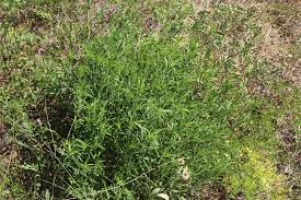 Attēlu rezultāti vaicājumam “Silene tatarica bud”