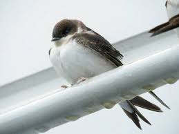 Attēlu rezultāti vaicājumam “Delichon urbicum juvenile”