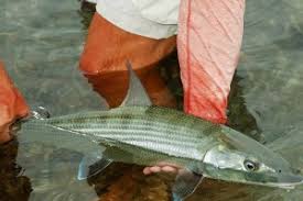 Image result for Albula glossodonta