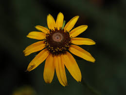 Attēlu rezultāti vaicājumam “Rudbeckia hirta var. hirta flower”