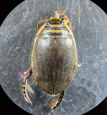 Attēlu rezultāti vaicājumam “Acilius sulcatus male”