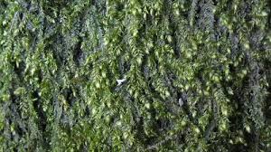 Attēlu rezultāti vaicājumam “Campylophyllum sommerfeltii”