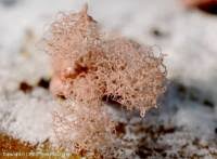 Attēlu rezultāti vaicājumam “Arcyria incarnata spores”