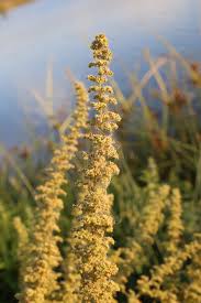 Image result for Chenopodium botrys