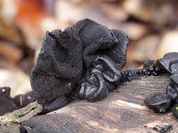 Attēlu rezultāti vaicājumam “Exidia truncata”