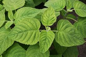 Attēlu rezultāti vaicājumam “Salvia nemorosa fruit”