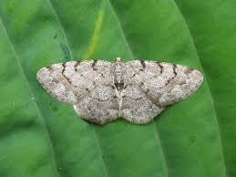 Attēlu rezultāti vaicājumam “Aethalura punctulata”