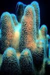 Coral - Wikipedia, the free encyclopedia