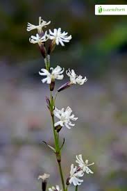 Attēlu rezultāti vaicājumam “Silene tatarica”