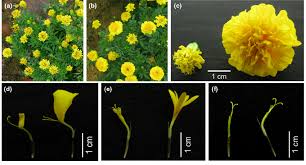 Attēlu rezultāti vaicājumam “Tagetes flower”