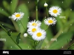 Attēlu rezultāti vaicājumam “Erigeron annuus”
