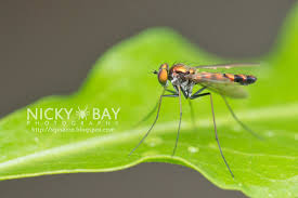 Attēlu rezultāti vaicājumam “Dolichopodidae”
