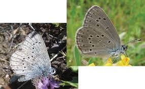 Attēlu rezultāti vaicājumam “Maculinea alcon female”