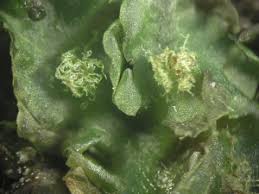 Attēlu rezultāti vaicājumam “Moerckia hibernica”