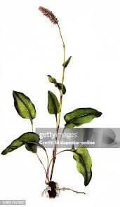 Attēlu rezultāti vaicājumam “Bistorta major leaf”